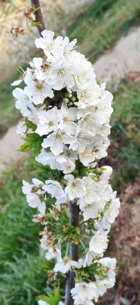 Imagen FLORACIÓN DE LOS CEREZOS