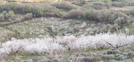 Imagen FLORACIÓN DE LOS CEREZOS